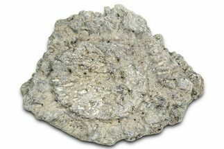 Fossil Glyptodont (Glyptotherium) Bony Armor Osteoderm - Florida #362359