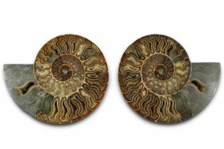 Cut & Polished Crystal-Filled Ammonite Fossil - Madagascar #362401