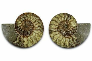 Cut & Polished Crystal-Filled Ammonite Fossil - Madagascar #362402