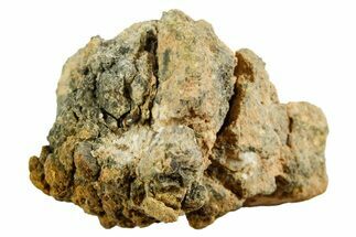 Howardite Meteorite ( g) - Bechar #348430