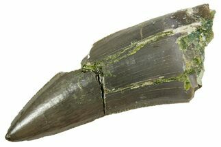 Serrated Triassic Reptile (Postosuchus?) Tooth - Arizona #362421