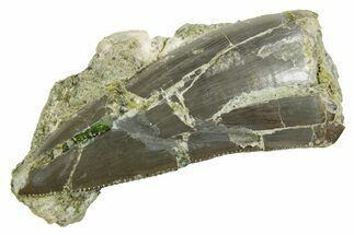 Serrated Triassic Reptile (Postosuchus?) Tooth - Arizona #362422