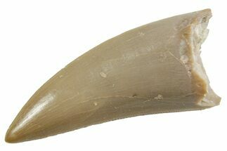 Serrated, Triassic Reptile (Postosuchus?) Tooth - Arizona #362426