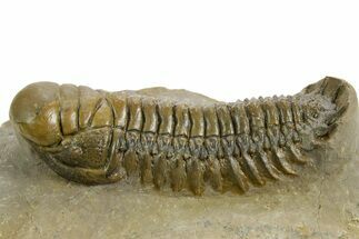 Detailed Crotalocephalina Trilobite - Atchana, Morocco #359538