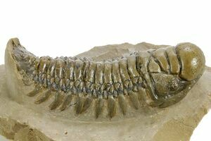 Two Associated Crotalocephalina Trilobites - Foum Zguid, Morocco