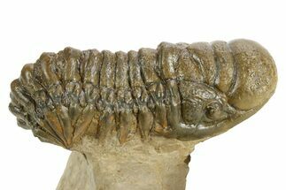 Detailed Crotalocephalina Trilobite - Atchana, Morocco #359544