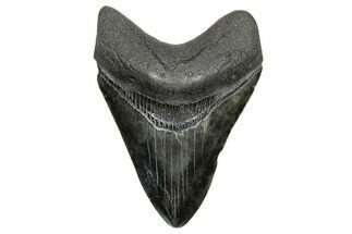 Serrated, Fossil Megalodon Tooth - South Carolina #362428