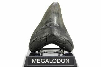 Fossil Megalodon Tooth - South Carolina #362430
