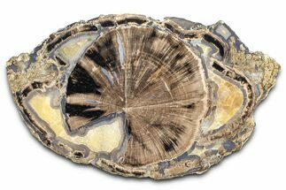 Petrified Wood (Schinoxylon) End-Cut - Blue Forest, Wyoming #362448