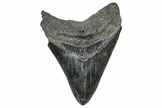 Serrated, Fossil Megalodon Tooth - South Carolina #362453