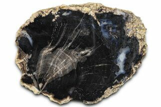 Petrified Wood (Schinoxylon) End-Cut - Blue Forest, Wyoming #362457