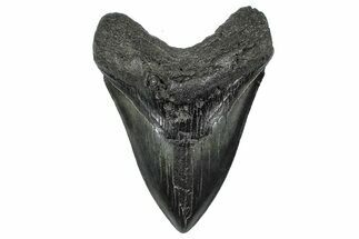 Fossil Megalodon Tooth - South Carolina #362459