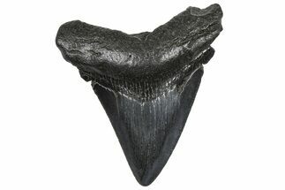 Juvenile Megalodon Tooth - South Carolina #362462
