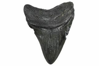 Juvenile Megalodon Tooth - South Carolina #362463