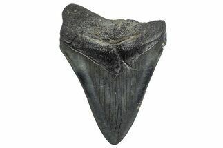 Juvenile Megalodon Tooth - South Carolina #362464