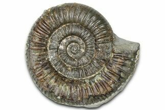 Jurassic Ammonite (Dactylioceras) Fossil - England #362469
