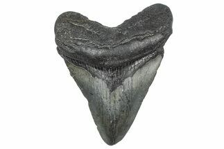 Fossil Megalodon Tooth - South Carolina #362477
