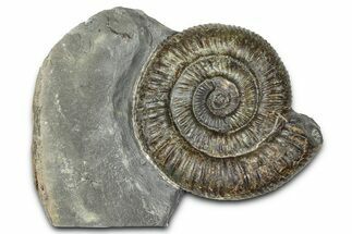 Jurassic Ammonite (Dactylioceras) Fossil - England #362480