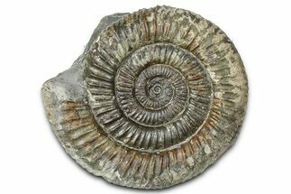 Jurassic Ammonite (Dactylioceras) Fossil - England #362483