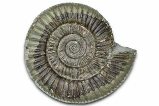 Jurassic Ammonite (Dactylioceras) Fossil - England #362484