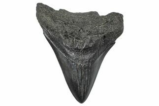 Bargain, Juvenile Megalodon Tooth - South Carolina #362491