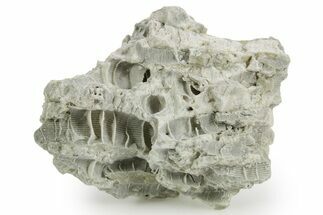 Silurian Dolostone w/ Sparkling Fossil Coral (Fletcheria) - Ohio #362620