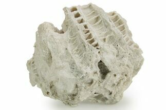 Silurian Dolostone w/ Sparkling Fossil Coral (Fletcheria) - Ohio #362626