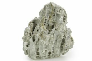 Silurian Dolostone w/ Sparkling Fossil Coral (Fletcheria) - Ohio #362628