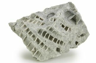 Silurian Dolostone w/ Sparkling Fossil Coral (Fletcheria) - Ohio #362631