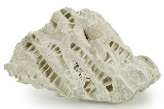 Silurian Dolostone w/ Sparkling Fossil Coral (Fletcheria) - Ohio #362633