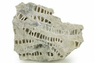 Silurian Dolostone w/ Sparkling Fossil Coral (Fletcheria) - Ohio #362641