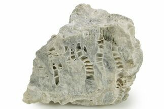 Silurian Dolostone w/ Sparkling Fossil Coral (Fletcheria) - Ohio #362650