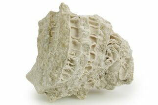 Silurian Dolostone w/ Sparkling Fossil Coral (Fletcheria) - Ohio #362652