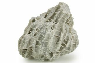 Silurian Dolostone w/ Sparkling Fossil Coral (Fletcheria) - Ohio #362658