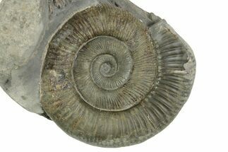 Jurassic Ammonite (Dactylioceras) Fossil - England #362493