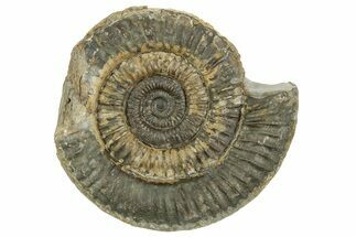 Jurassic Ammonite (Dactylioceras) Fossil - England #362495