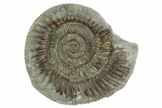 Jurassic Ammonite (Dactylioceras) Fossil - England #362498
