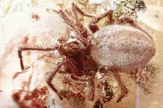 Detailed Fossil Spider (Araneae) In Baltic Amber #362667