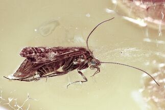 Detailed Fossil Caddisfly (Trichoptera) In Baltic Amber - Green Eyes! #362669