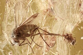 Small Fossil Spider on Leg of Long-Legged Fly in Baltic Amber #362671
