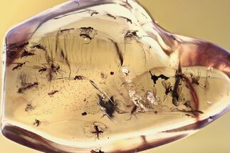 Fossil Fungus Gnat Swarm (Sciaridae) In Baltic Amber - + Gnats! #362672