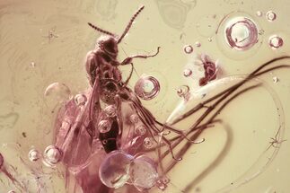 Detailed Fossil Parasitoid Wasp (Proctotrupidae) In Baltic Amber #362677
