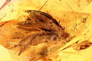 Huge and Detailed Fossil Hairy Flower In Baltic Amber #362679