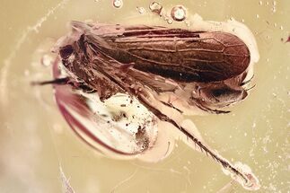Detailed Fossil Froghopper (Cercopoidea) In Baltic Amber - Rare! #362685