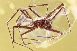 Detailed Fossil Spider (Araneae) In Baltic Amber #362729