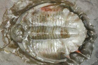 Basseiarges Trilobite - Jorf, Morocco #362811
