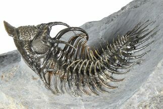 Spiny Comura Trilobite - Ofaten, Morocco #362813