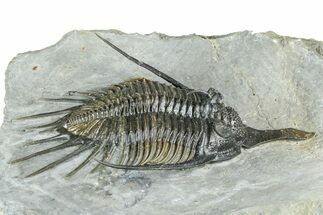 Spiny Psychopyge Trilobite - Short Snout Variant #362816
