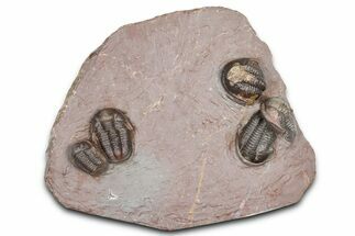 Cluster Of Five Unidentified Proetid Trilobites - Jorf, Morocco #362871