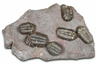 Cluster Of Six Colorful Austerops Trilobites - Jorf Morocco #362872